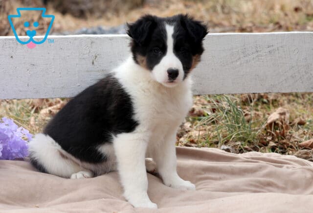 Boston Border Collie Mix image