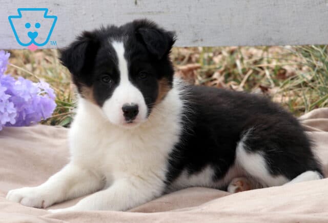 Boston Border Collie Mix2 image