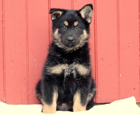 Boston German Mix