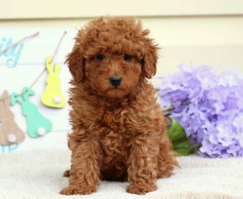 Boston Mini Poodle