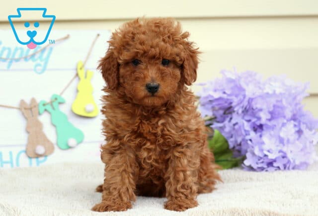 Boston Mini Poodle image