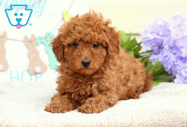 Boston Mini Poodle2 image