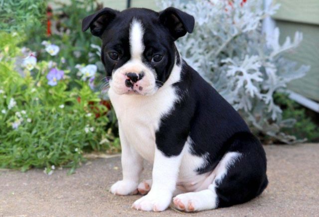 boston terrier puppies for sale from reputable breeders at keystone puppies