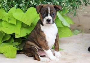 Boston Terrier Mix puppies for sale