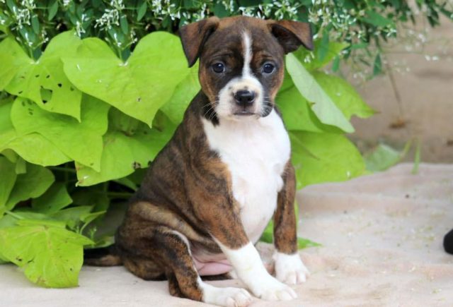 Boston Terrier Mix puppies for sale