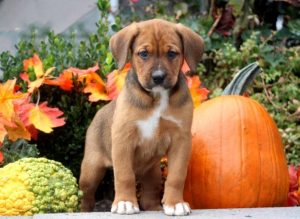 boxer mix puppies for sale