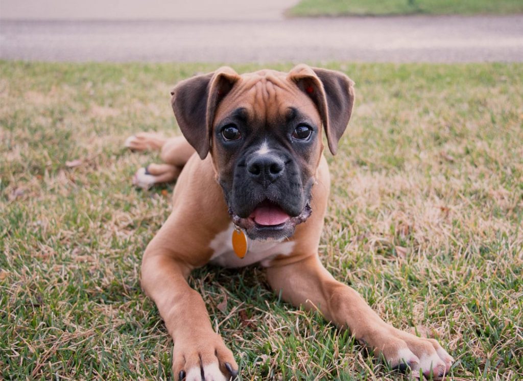 Boxer puppy for a family dog