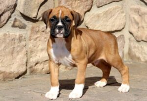 Boxer