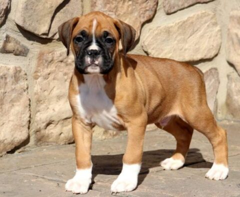 Boxer