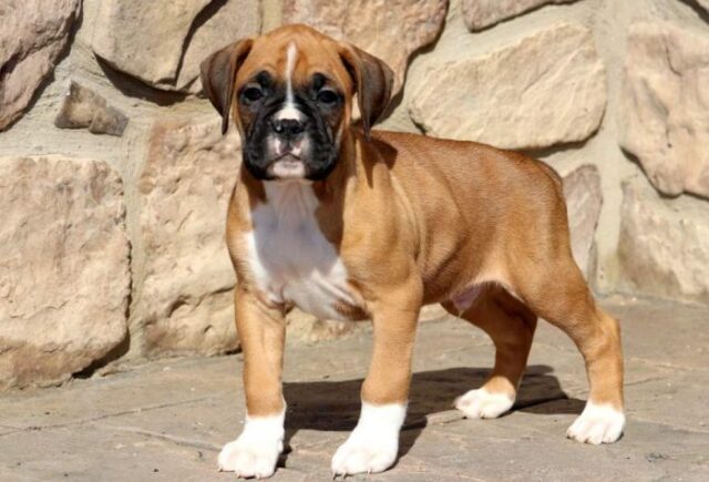 Boxer Puppy
