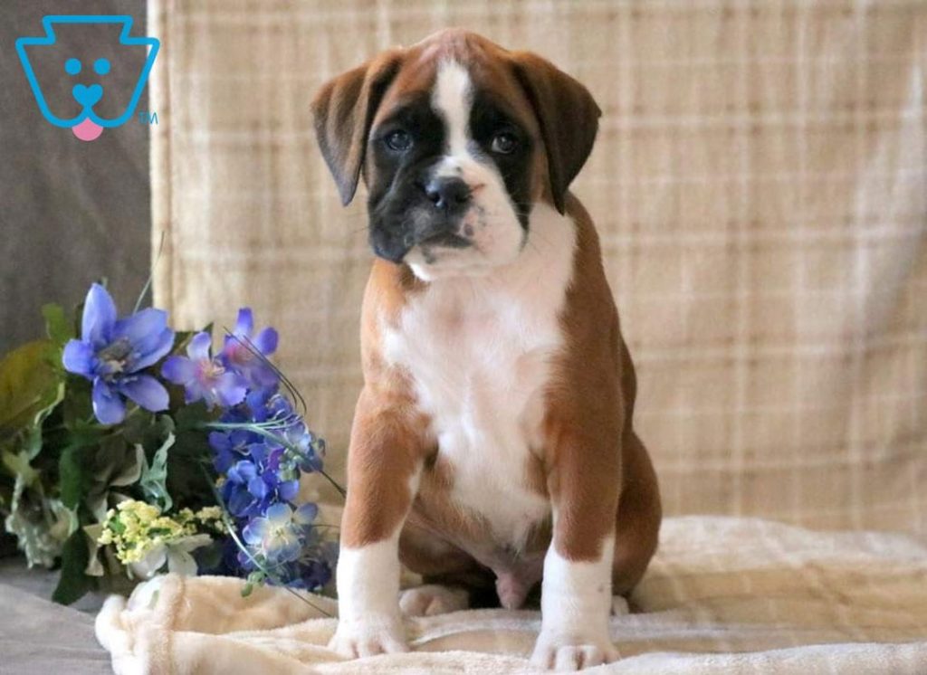 Boxer puppy for sale in PA