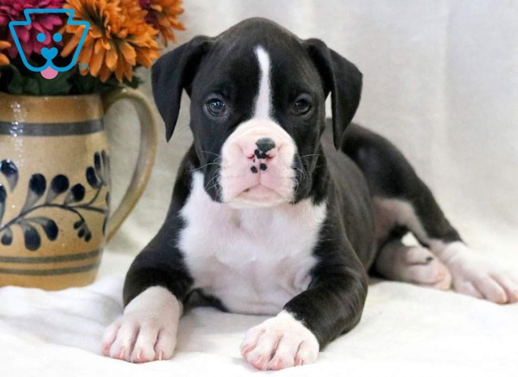 Black and white Boxer puppy for sale