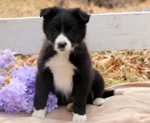Bravo Border Collie Mix