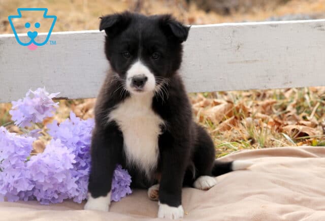 Bravo Border Collie Mix image