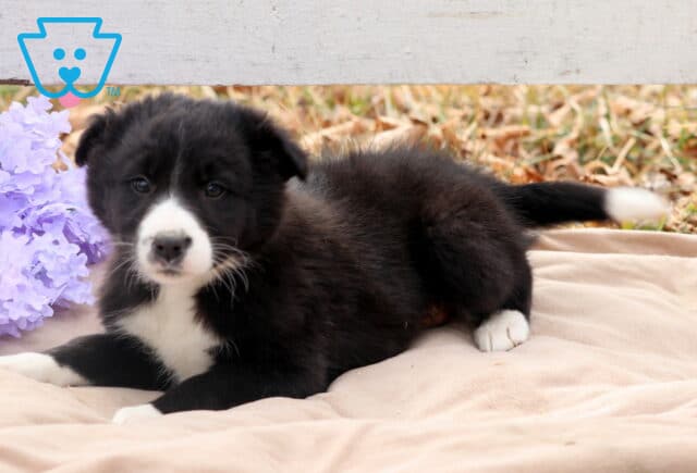 Bravo Border Collie Mix2 image