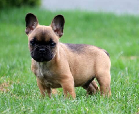 Braxton Frenchie