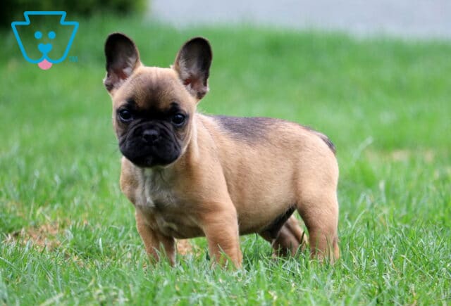 Braxton Frenchie image