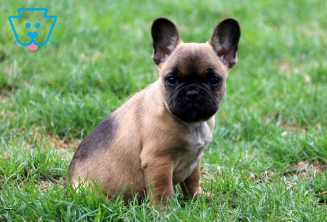 Braxton Frenchie2 image