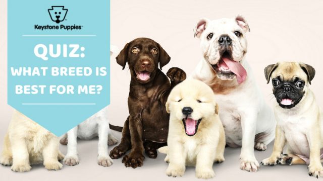 What is the Best Dog Breed for Me? An Interactive Dog Breed Selector