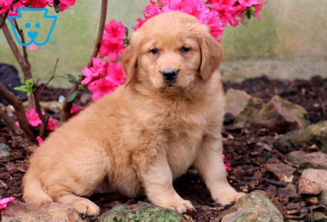 Breeze Golden Retriever 1-001