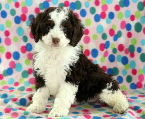 Breeze Mini Bernedoodle
