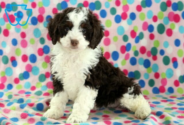 Breeze Mini Bernedoodle image