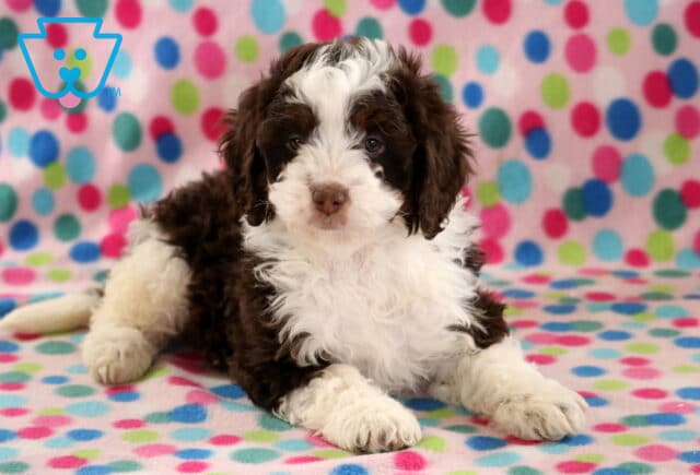 Breeze Mini Bernedoodle2 image