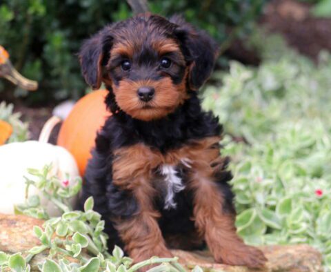 Breezie Yorkiepoo2