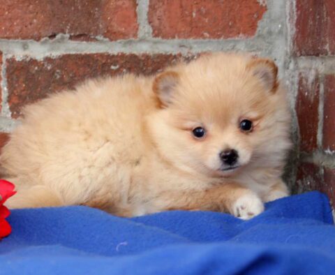 Bridgett Pom2
