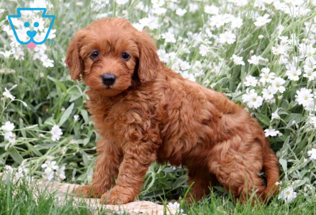 Brie Mini Labradoodle