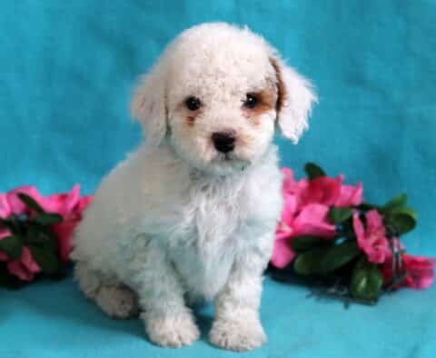 Briella Mini Poodle