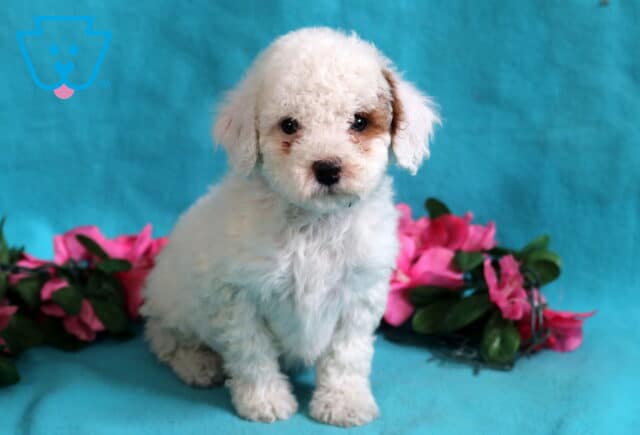Briella Mini Poodle image