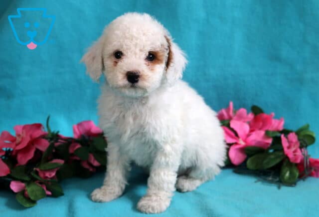 Briella Mini Poodle2 image