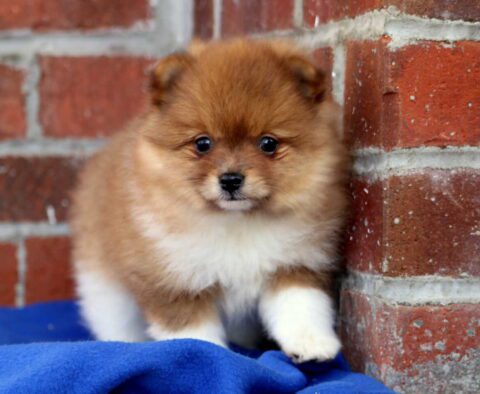 Broc Pom
