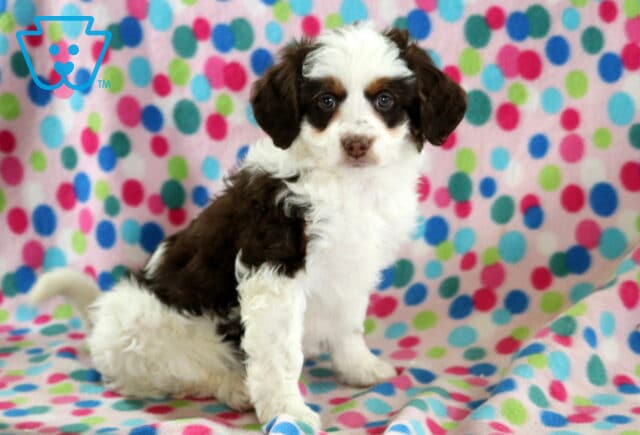 Brooke Mini Bernedoodle image