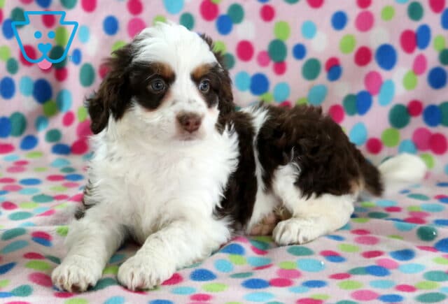 Brooke Mini Bernedoodle2 image