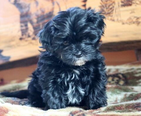 Brookie Yorkie Mix