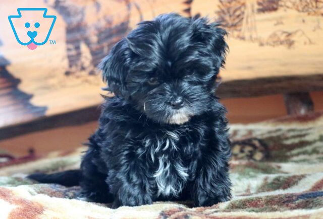 Brookie Yorkie Mix image