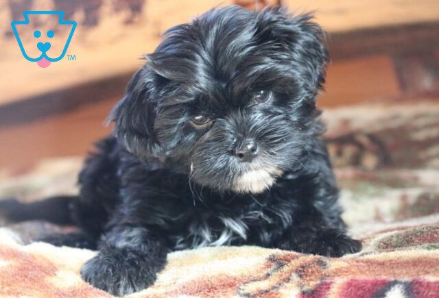 Brookie Yorkie Mix2 image
