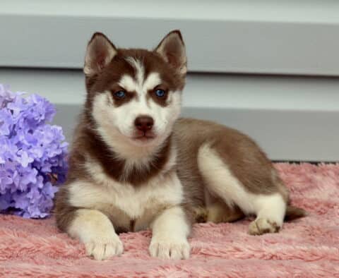 Brooklynn Husky3
