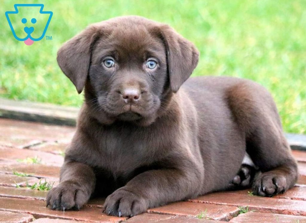 Labrador Retriever puppy with blue eyes for sale