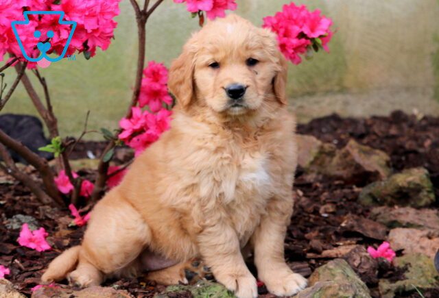 Brownie Golden Retriever 1-001