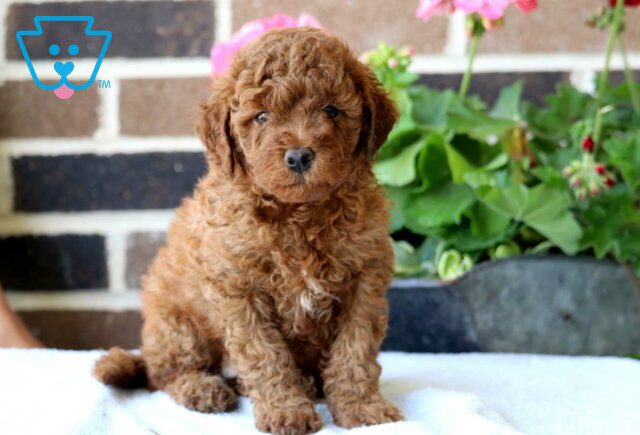 Brownie Mini Poodle