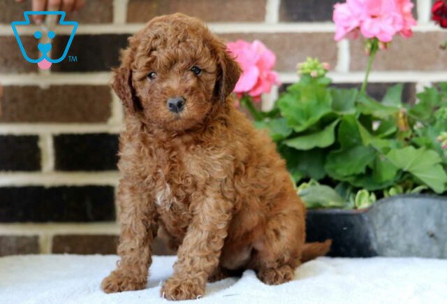 Brownie Mini Poodle2