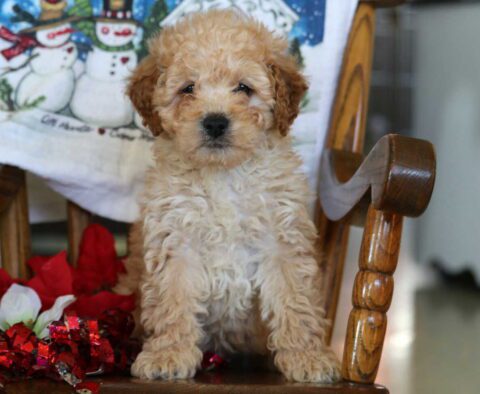 Bruzer Mini Goldendoodle