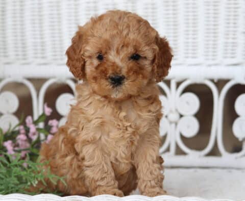 Bubblegum Cavapoo