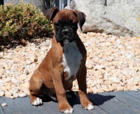 Buck Boxer