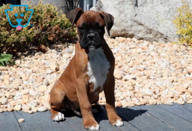 Buck Boxer image