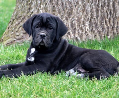 Buck Cane Corso