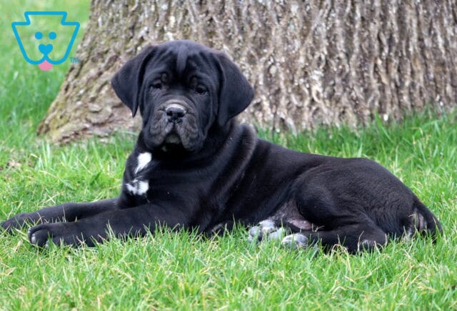 Buck Cane Corso image